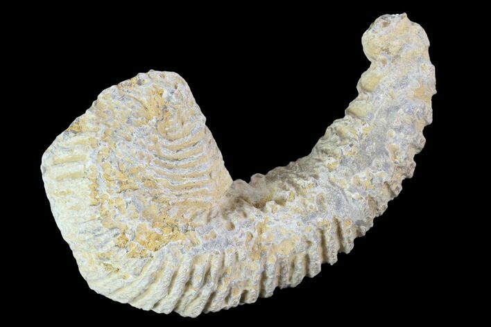 Cretaceous Fossil Oyster (Rastellum) - Madagascar #100350